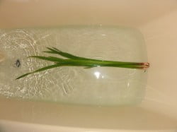 菖蒲湯